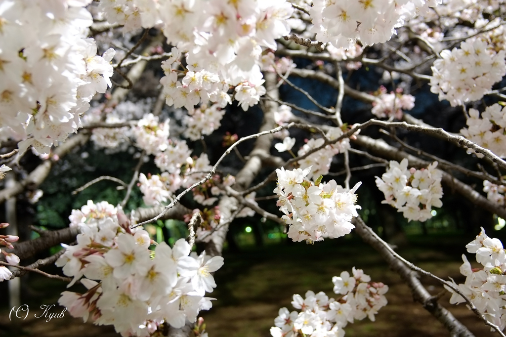 夜桜乱舞