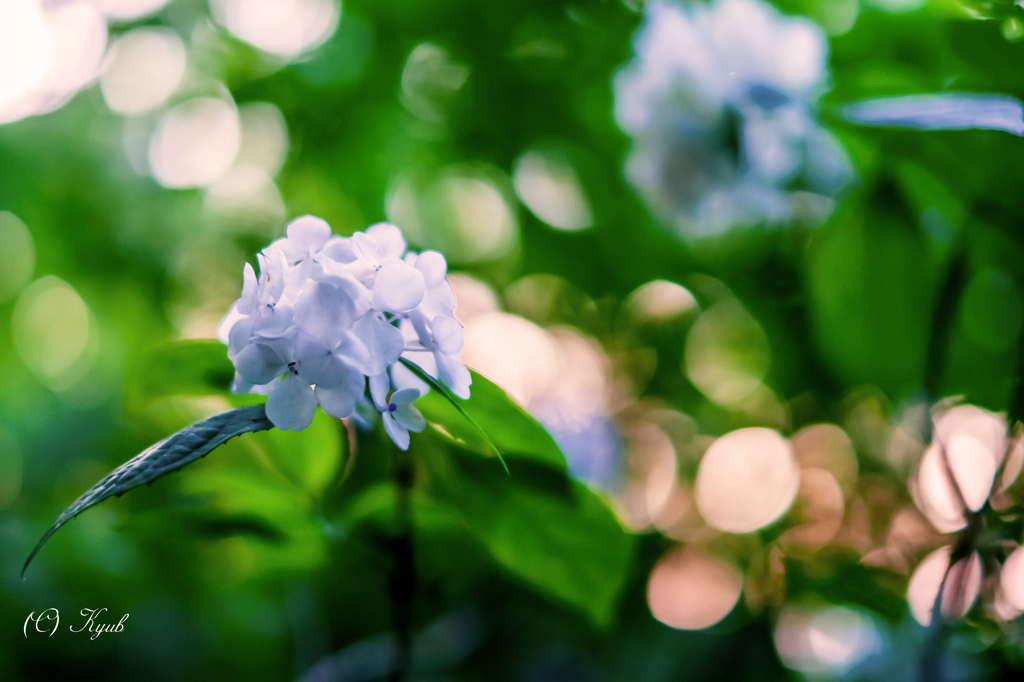 山紫陽花