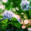 山紫陽花