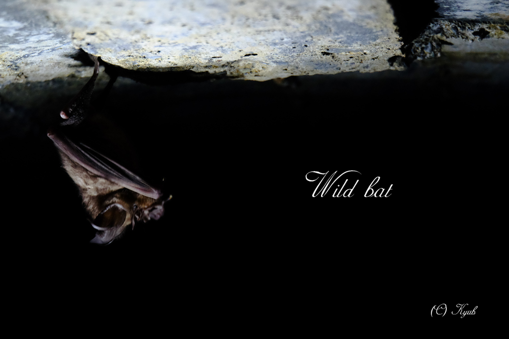 Wild bat