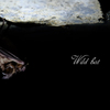 Wild bat