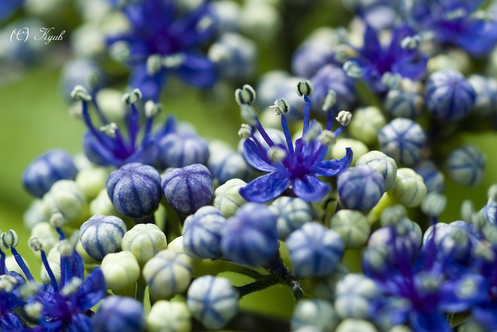 近くで見る紫陽花