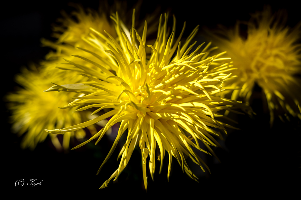 Hanabi