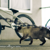 獲物に向かって・・・