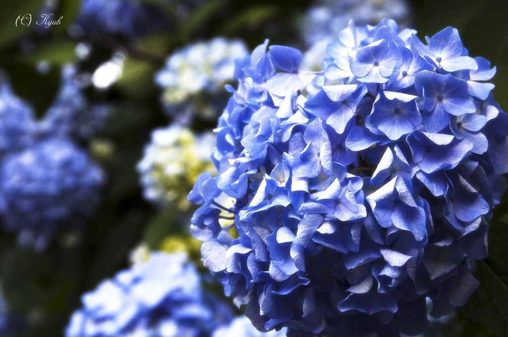 紫陽花