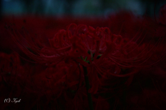 炎の花