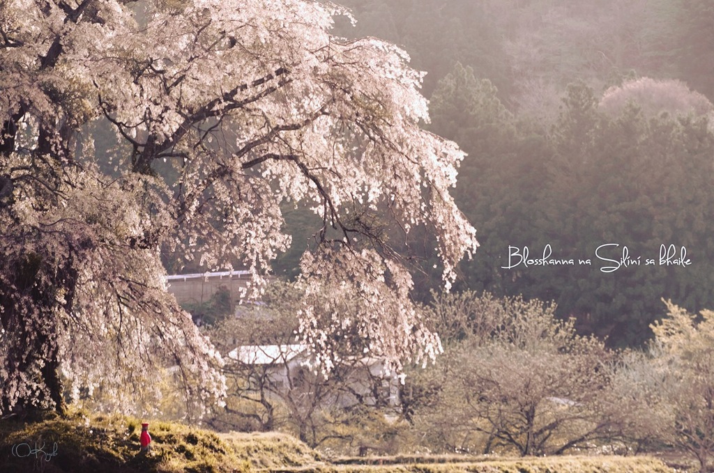 故郷の桜