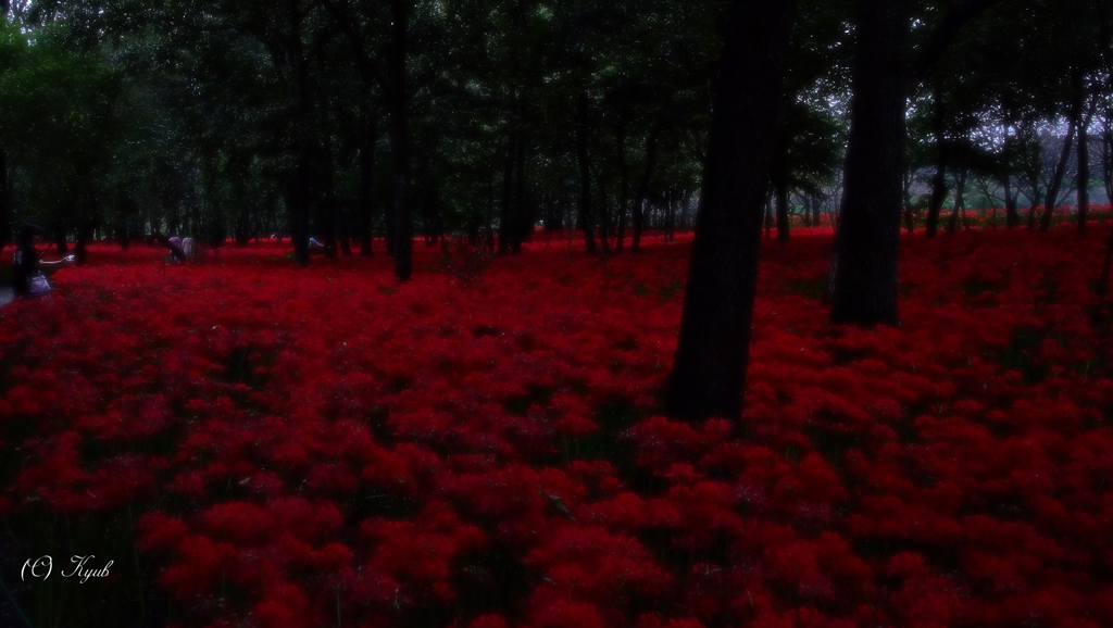 幽玄の花畑