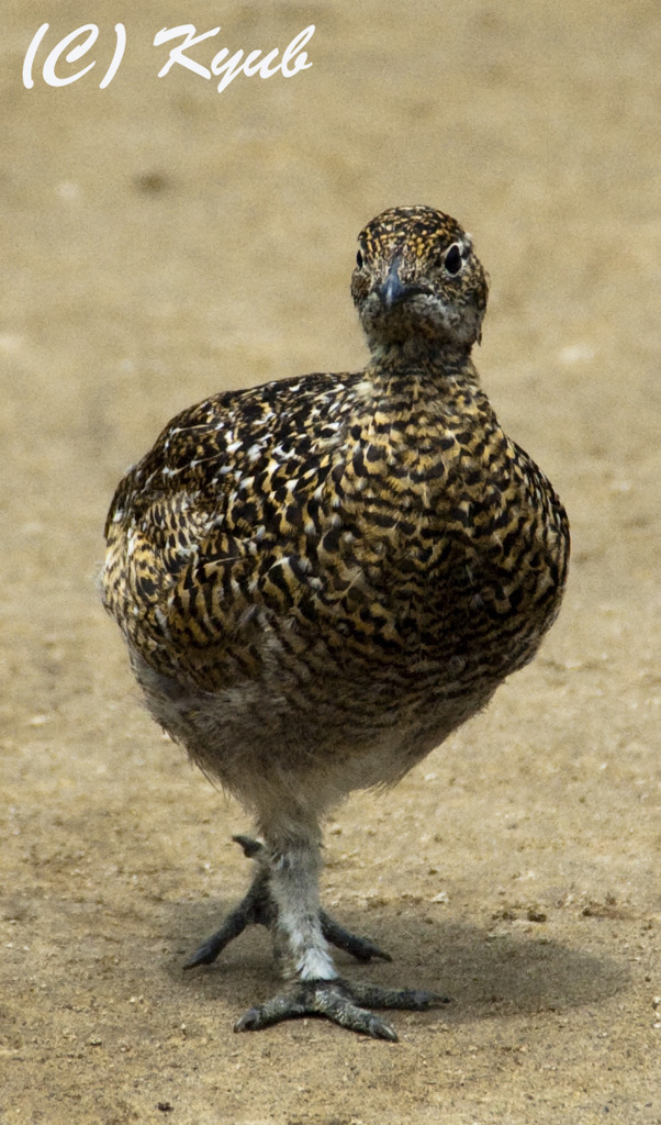 Snow grouse