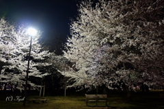 夜の桜とベンチ