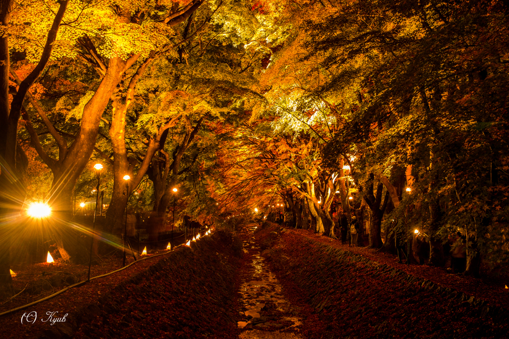 紅葉回廊