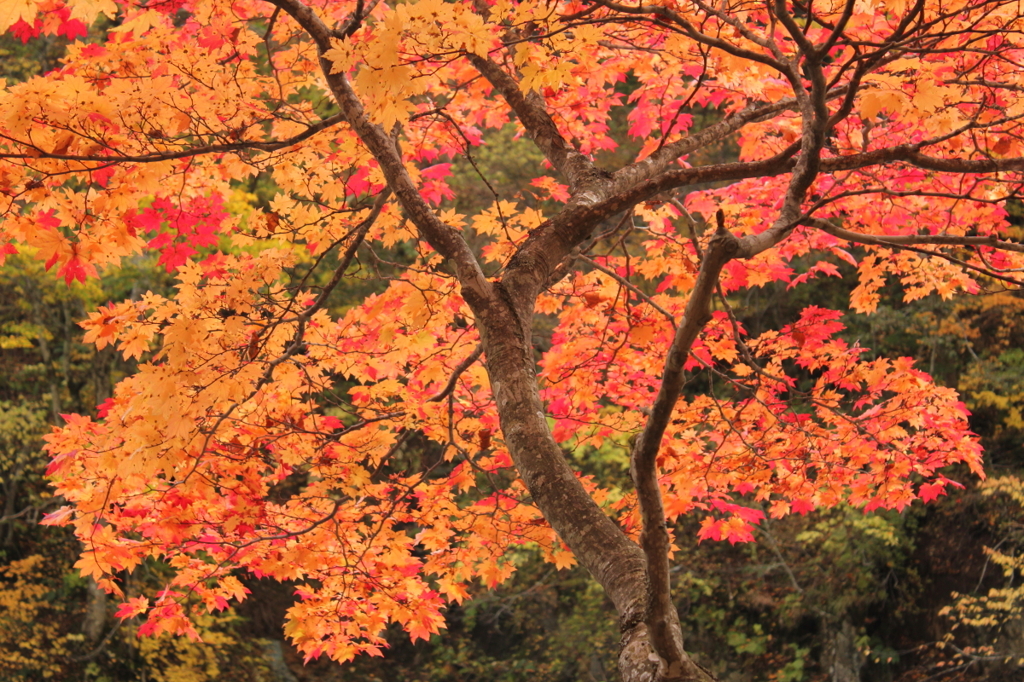 紅葉