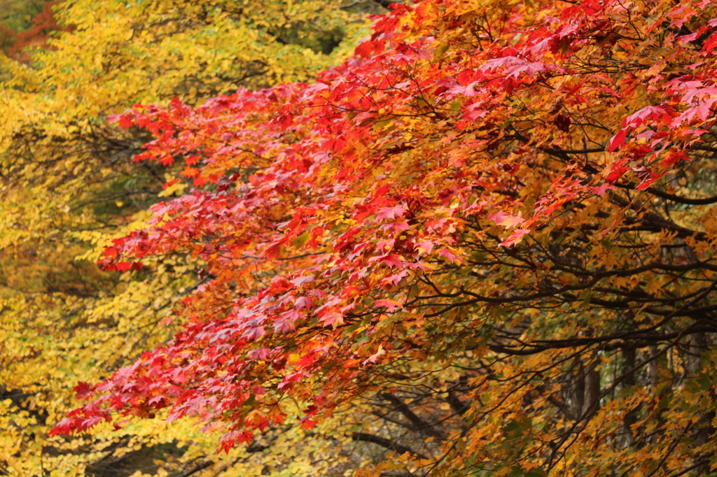 紅葉