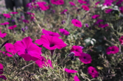 フォビオンで撮った花