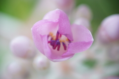 小さなピンクの花