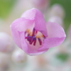 小さなピンクの花