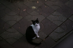 サークルキャット