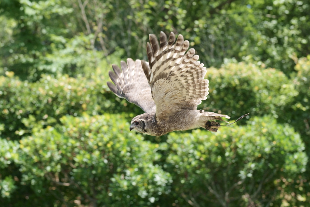 ワシミミズクのオリバー (2)