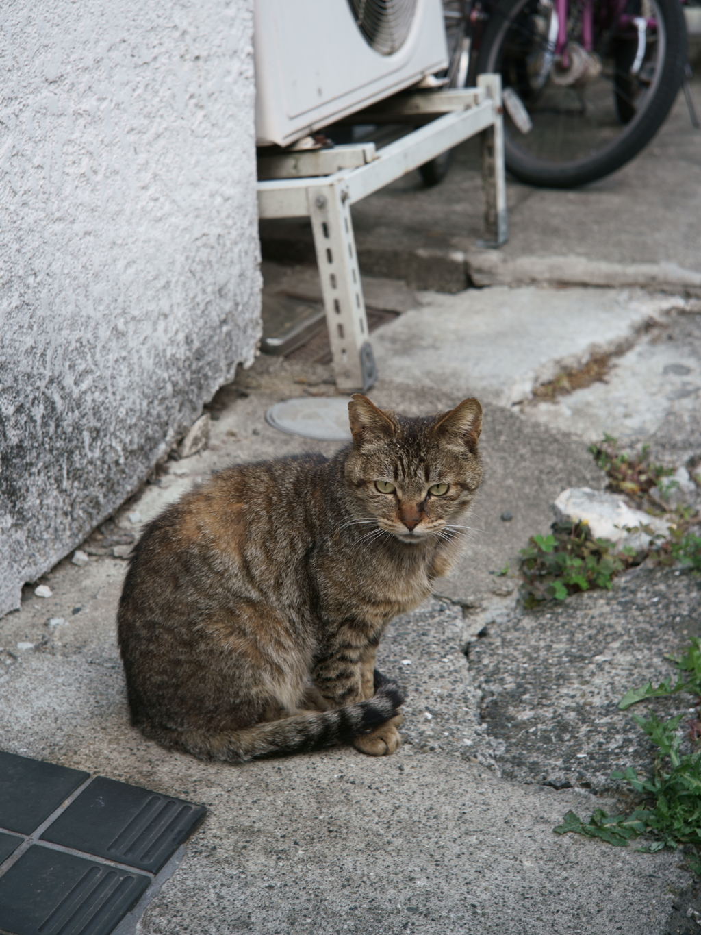 路地猫