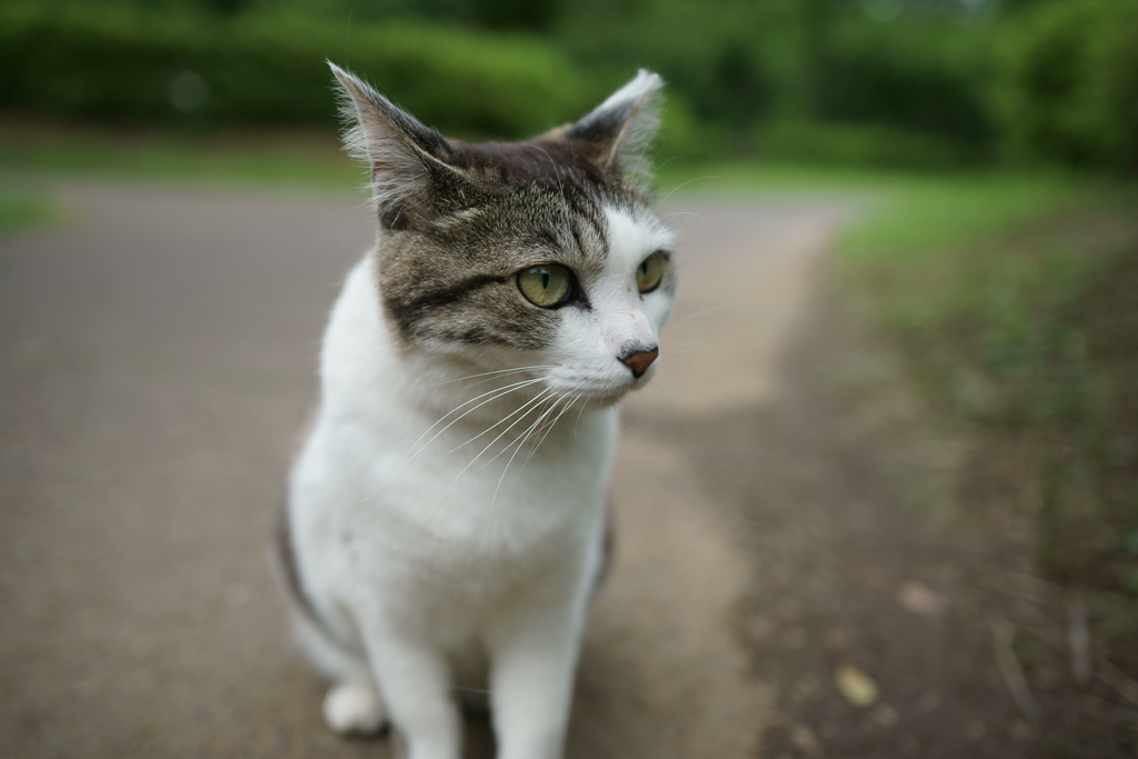 シロキジニャン