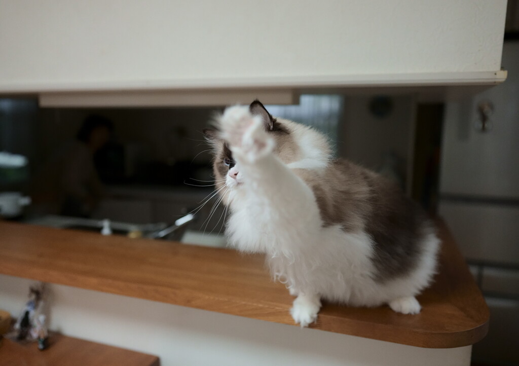 猫じゃらし (2)