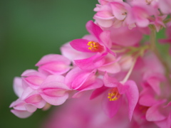 神代植物公園にて