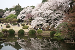 新宿御苑の桜