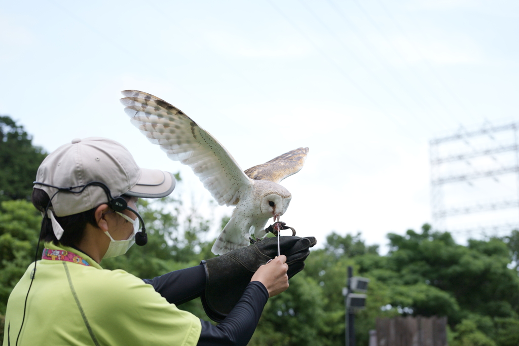 SEL50F25G テスト