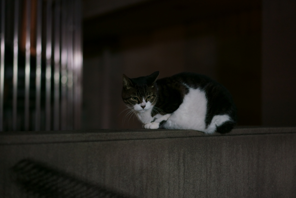 夜ニャン (1)