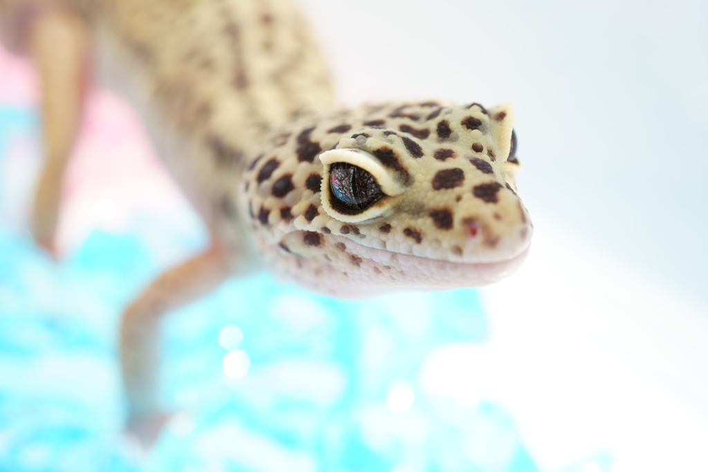 レオパードゲッコウ (1)