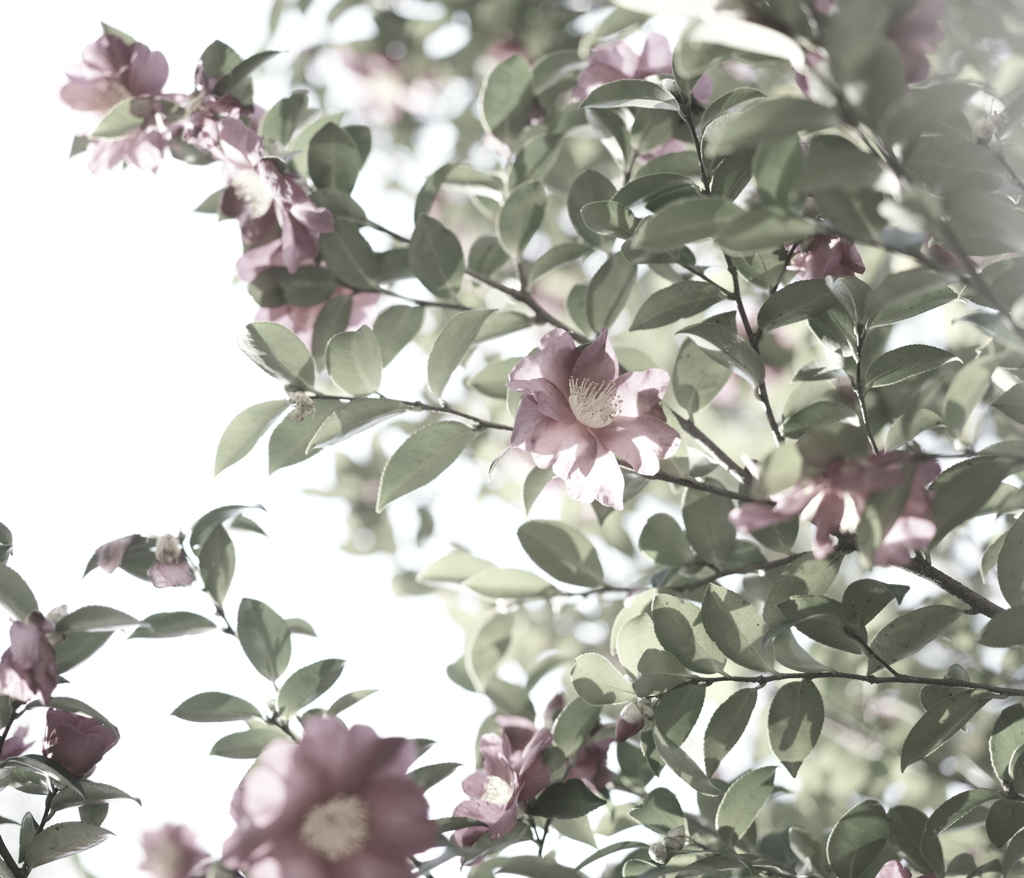 山茶花の季節