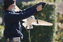 メンフクロウの着掌 (4)
