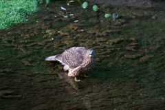 オオタカ幼鳥 (3)