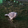 オオタカ幼鳥 (3)