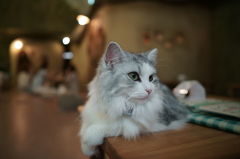 cafeのネコ (3)