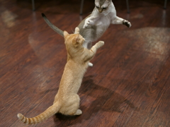 cat fight!