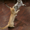 cat fight!