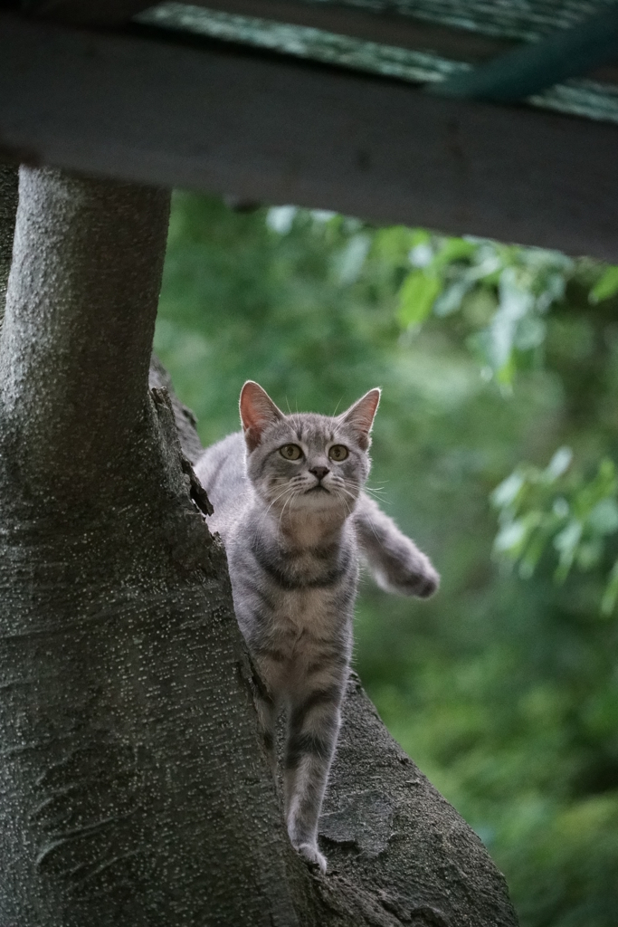 樹上ネコ
