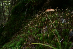 森の苔と茸