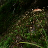 森の苔と茸