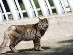 動物園の猫