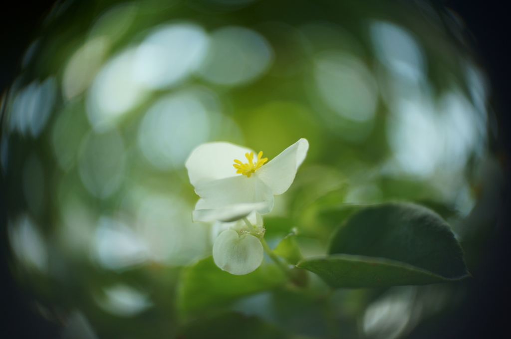 ぐるぐるボケ By Macularius Id 写真共有サイト Photohito