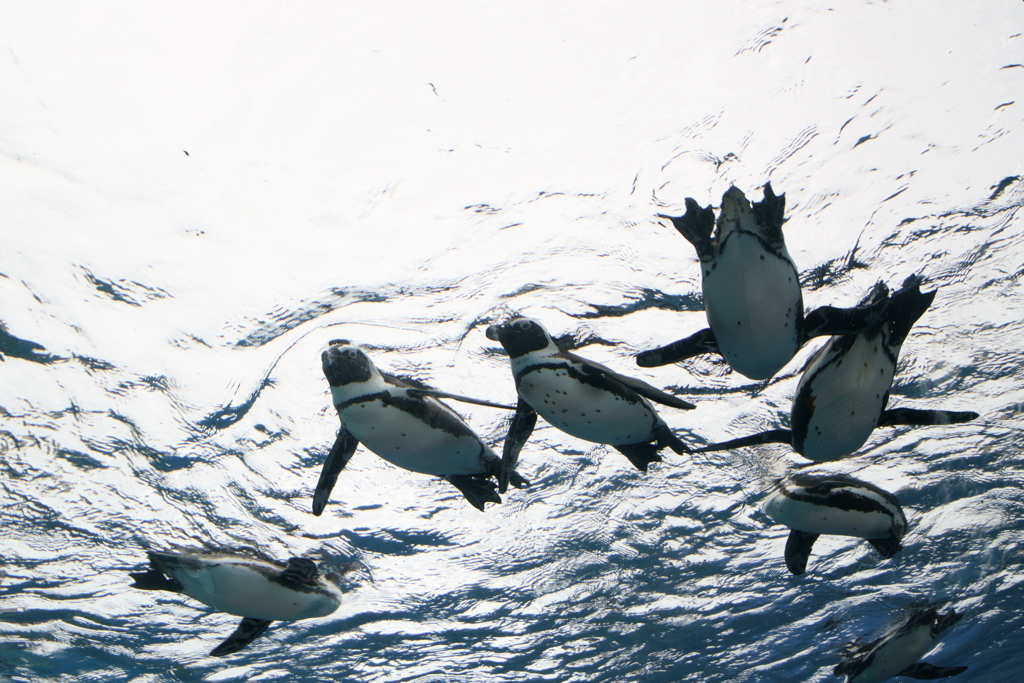 天空ペンギン