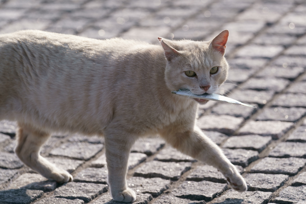 お魚銜えたトラ猫♪