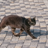 Wild Cat (1)