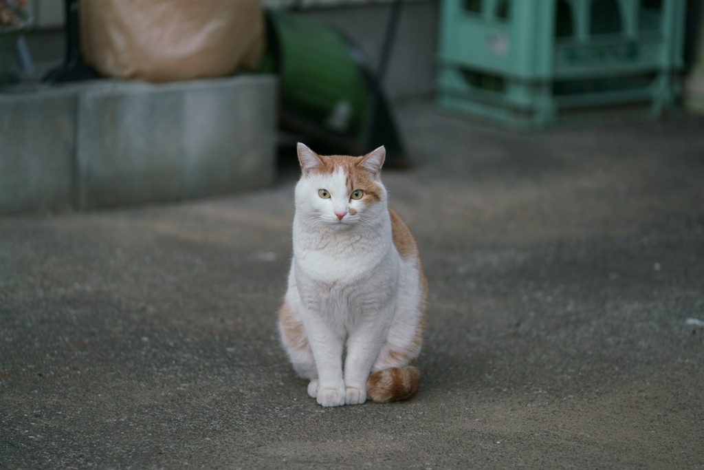 おすまし猫