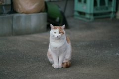 おすまし猫