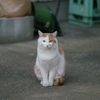 おすまし猫