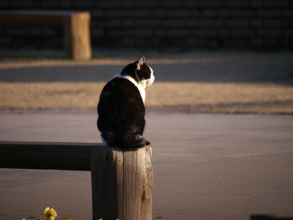 夕日を眺める