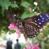 昆虫園の蝶 (1)